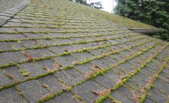 roof moss 2.jpg
